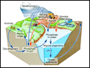 Phosphorous Cycle